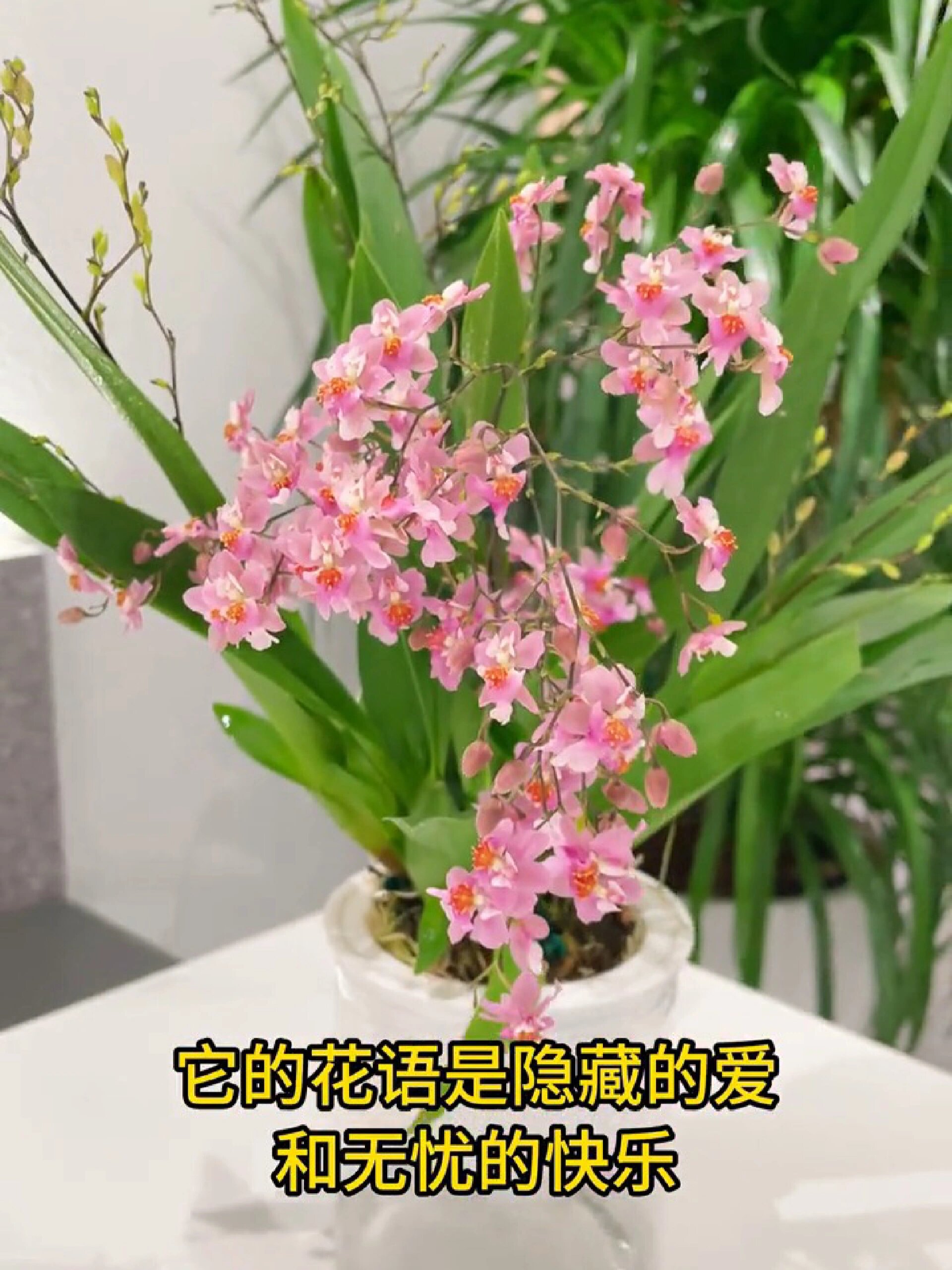 文心兰一种能散发奶香味的高颜值桌面绿植