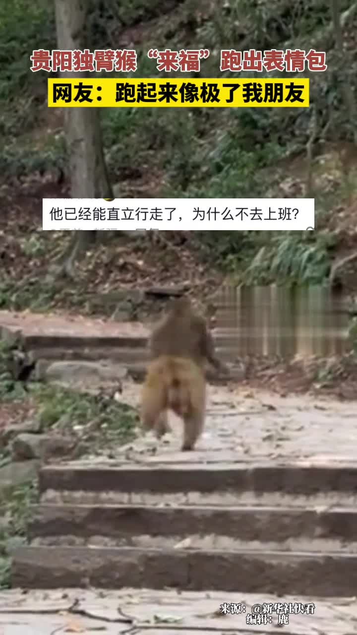 近日,贵州贵阳独臂猴"来福"跑出表情包,网友:跑起来像极了我朋友