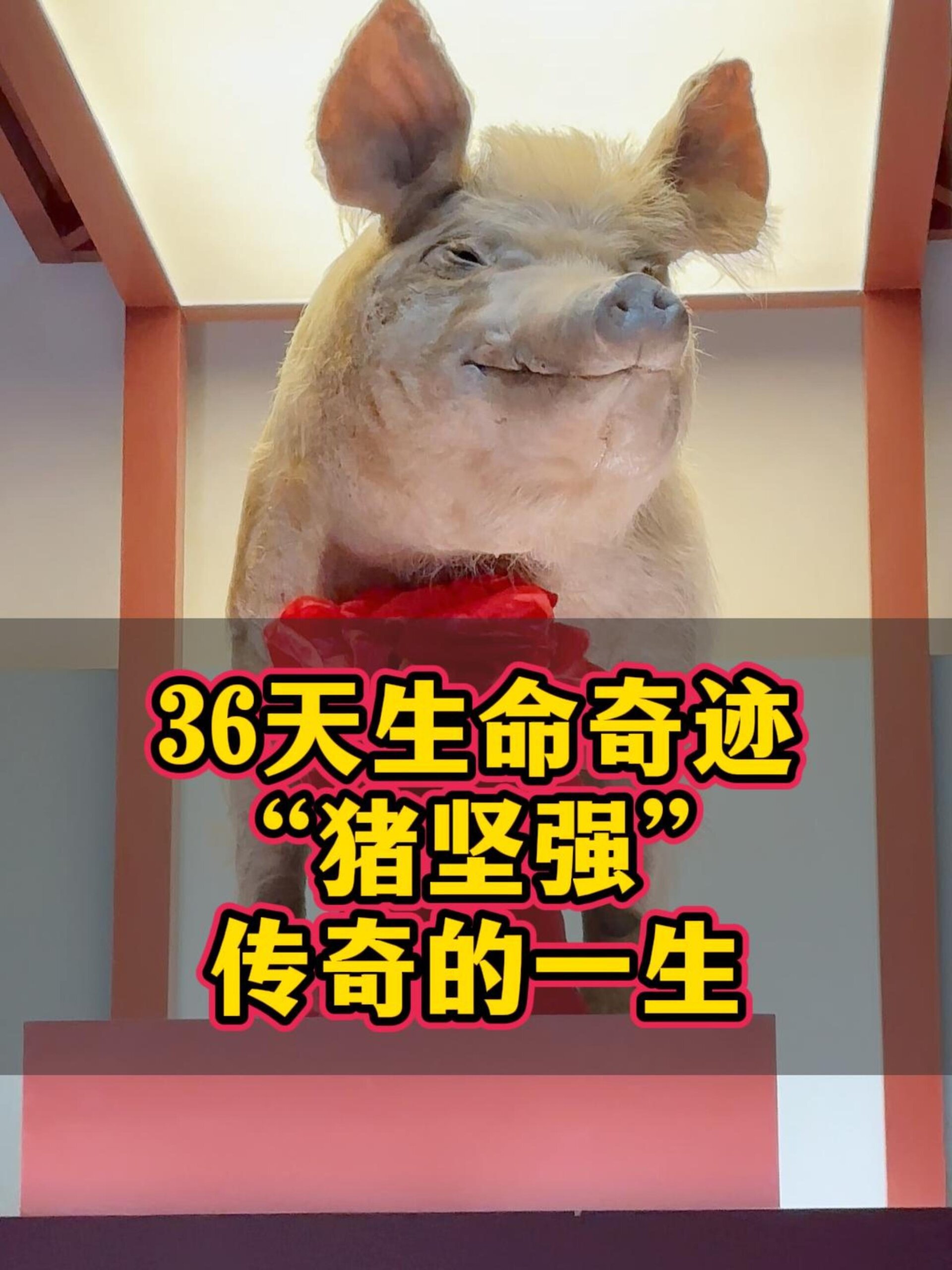 08年汶川地震幸存的"猪坚强"
