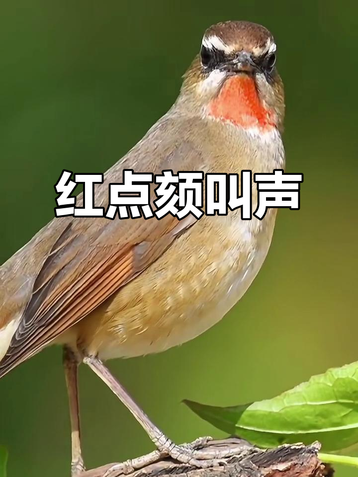 红点颏鸣叫,清脆悦耳,值得点赞收藏