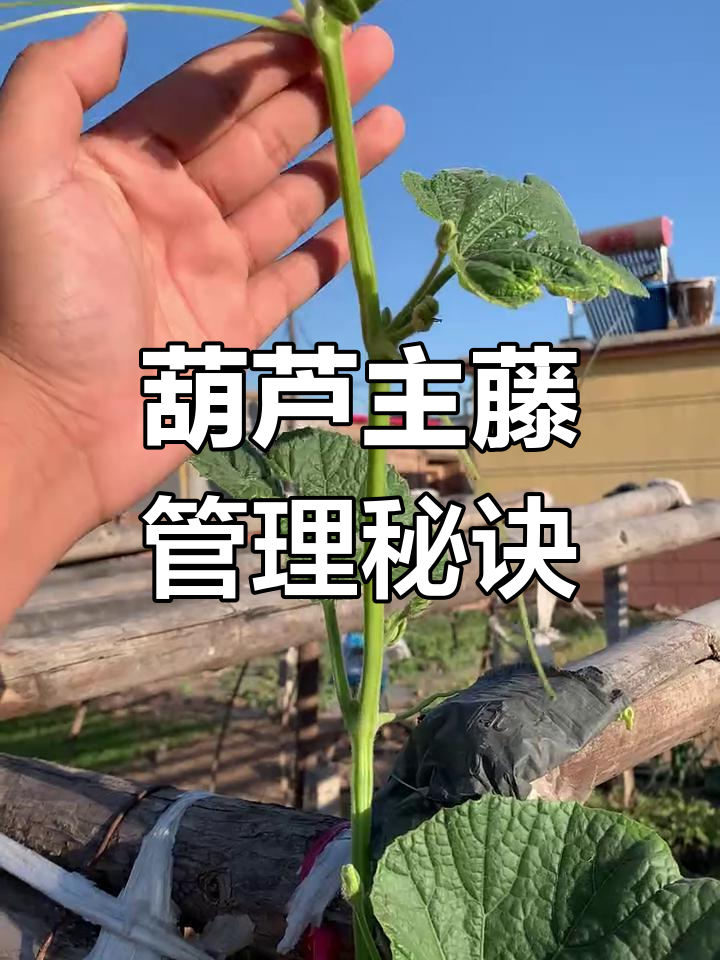 葫芦苗管理技巧:如何正确掐尖,提高产量