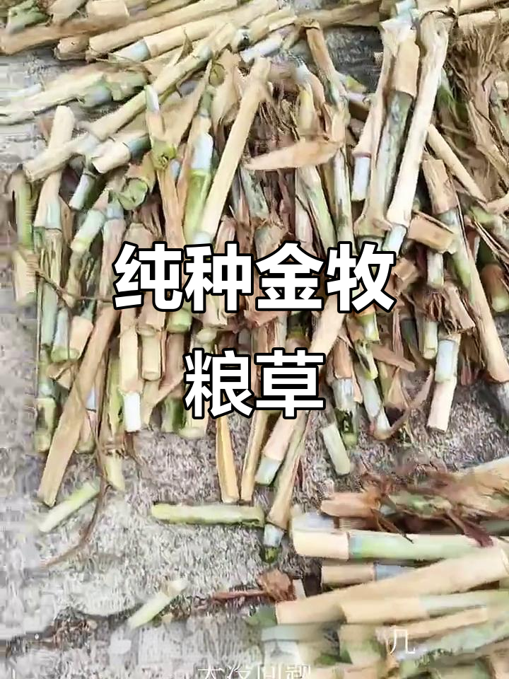 金牧粮草,耐寒零下八度,根系强健,保证品种纯正