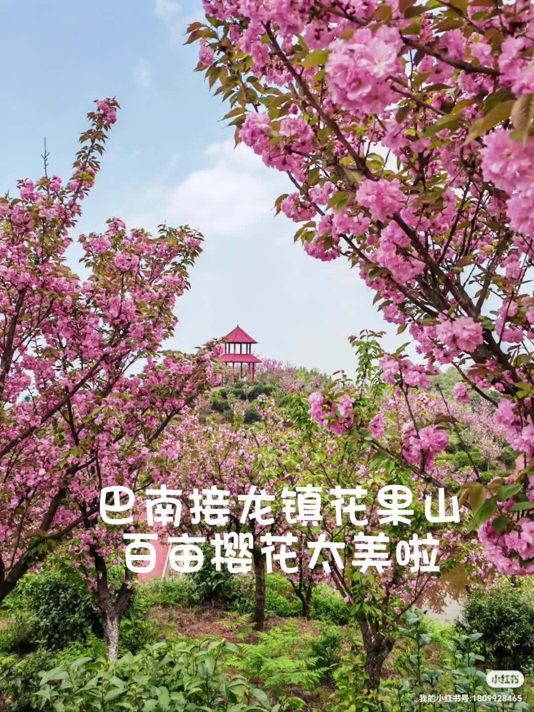 巴南区鱼洞樱花山公园图片