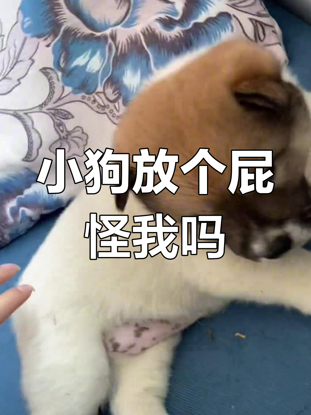 狗狗放屁能怪我吗?中华田园犬萌态十足