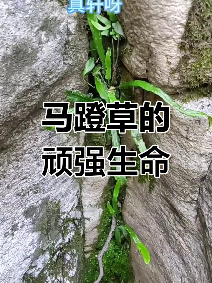 嵩山马蹬草:石头缝里的救命宝贝,生命力惊人