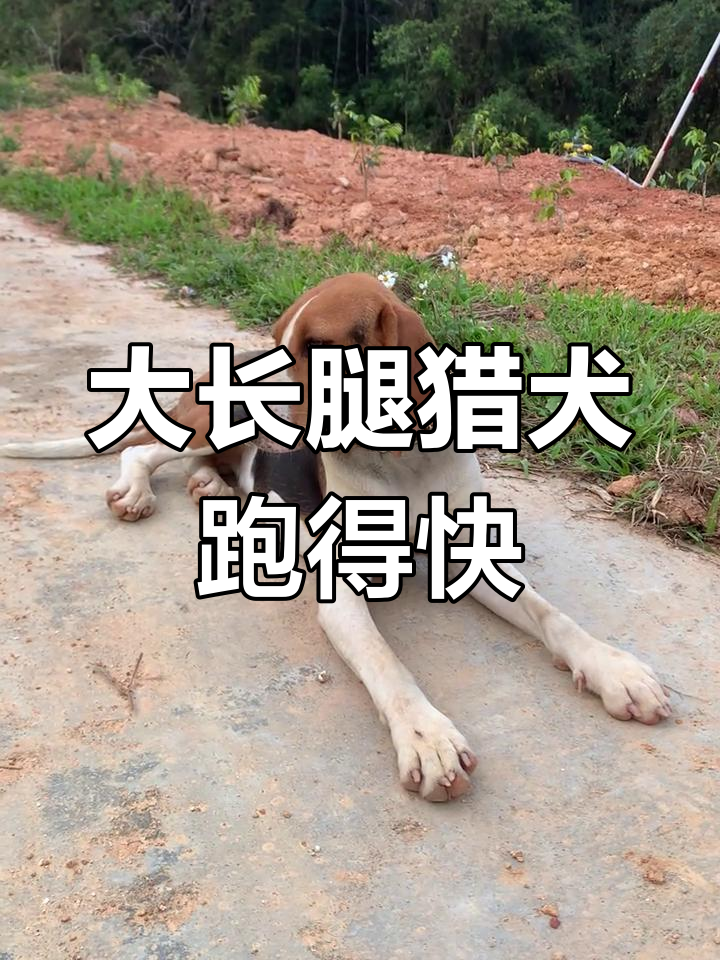 沃克猎犬大长腿,奔跑如风!