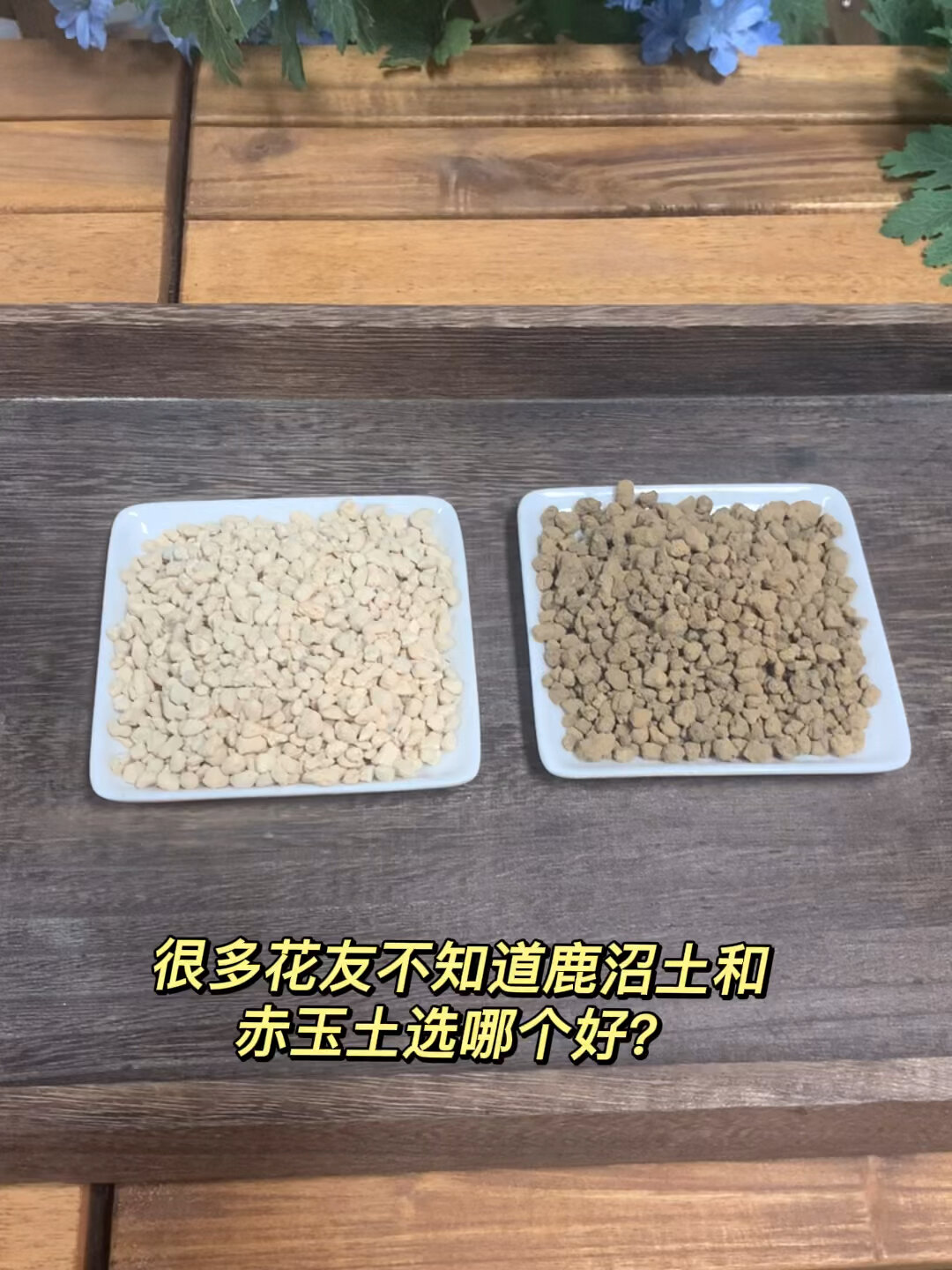 鹿沼土和赤玉土该怎么选