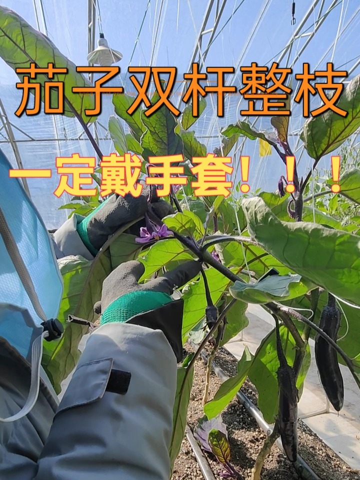 茄子整枝打杈方法