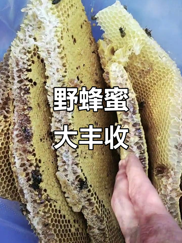 纯天然野生蜂巢蜜,亮丽如新!