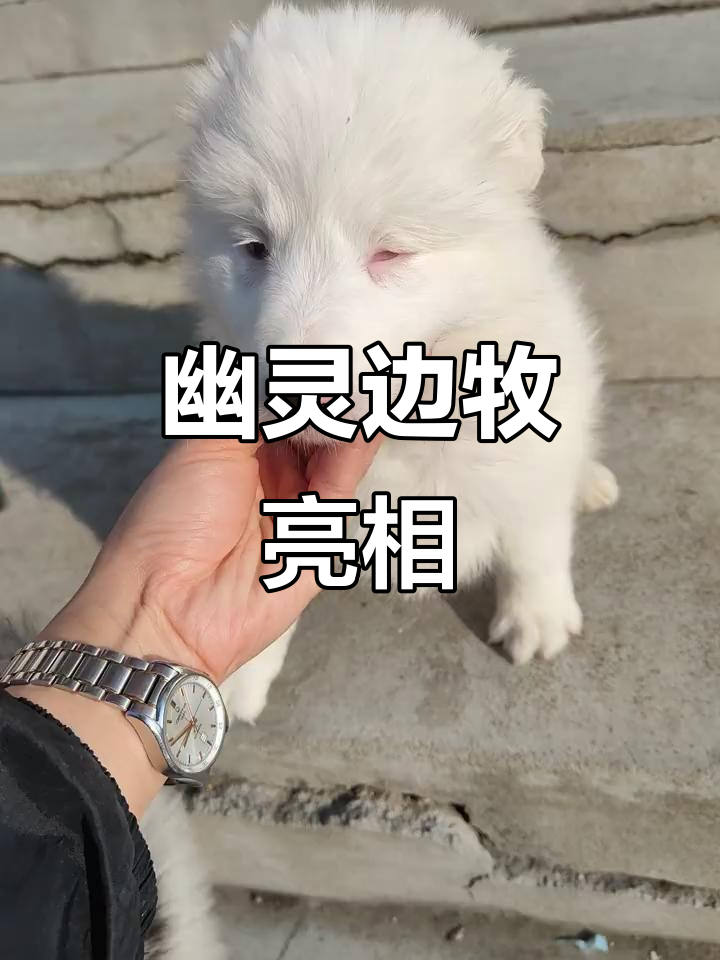 幽灵边牧现身,神秘身影引热议