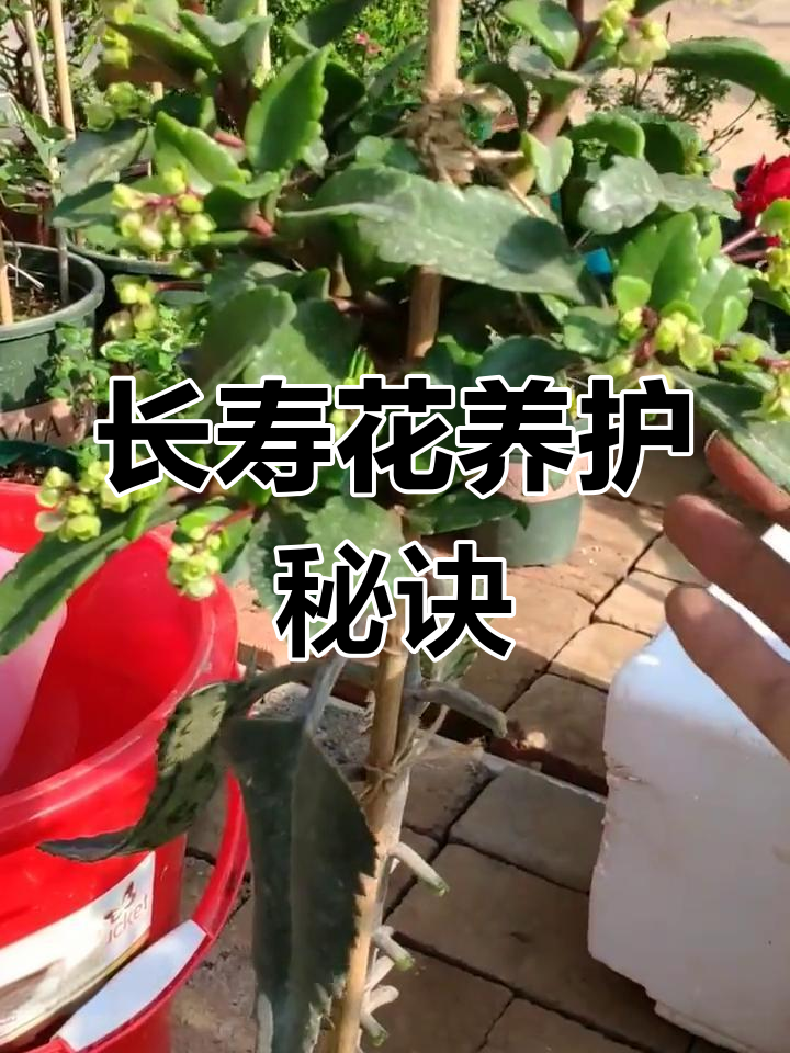 万寿花养护图片