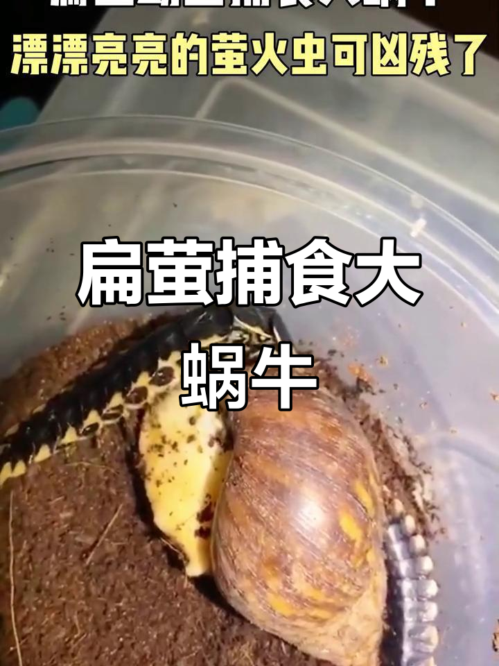 扁萤幼虫捕食大蜗牛,外表美丽却藏着致命武器