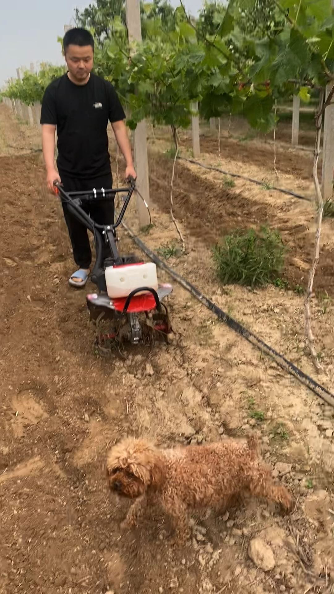多功能汽油除草机小型家用农用手推式锄草机