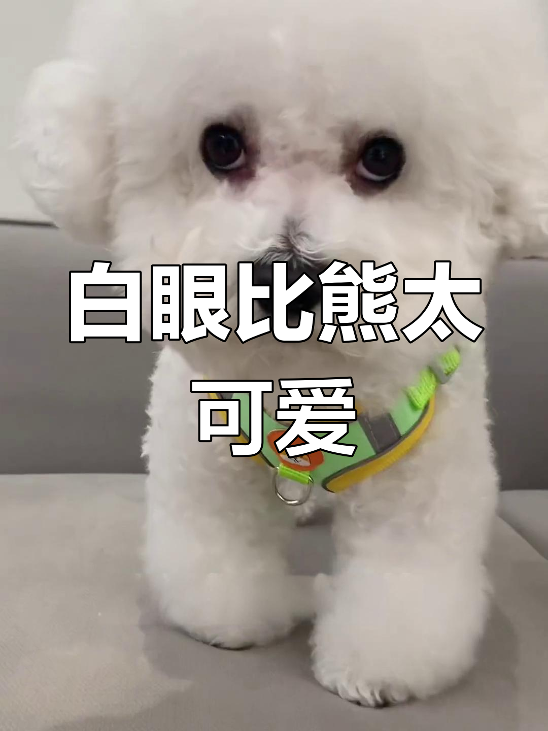 比熊白眼萌态大集合