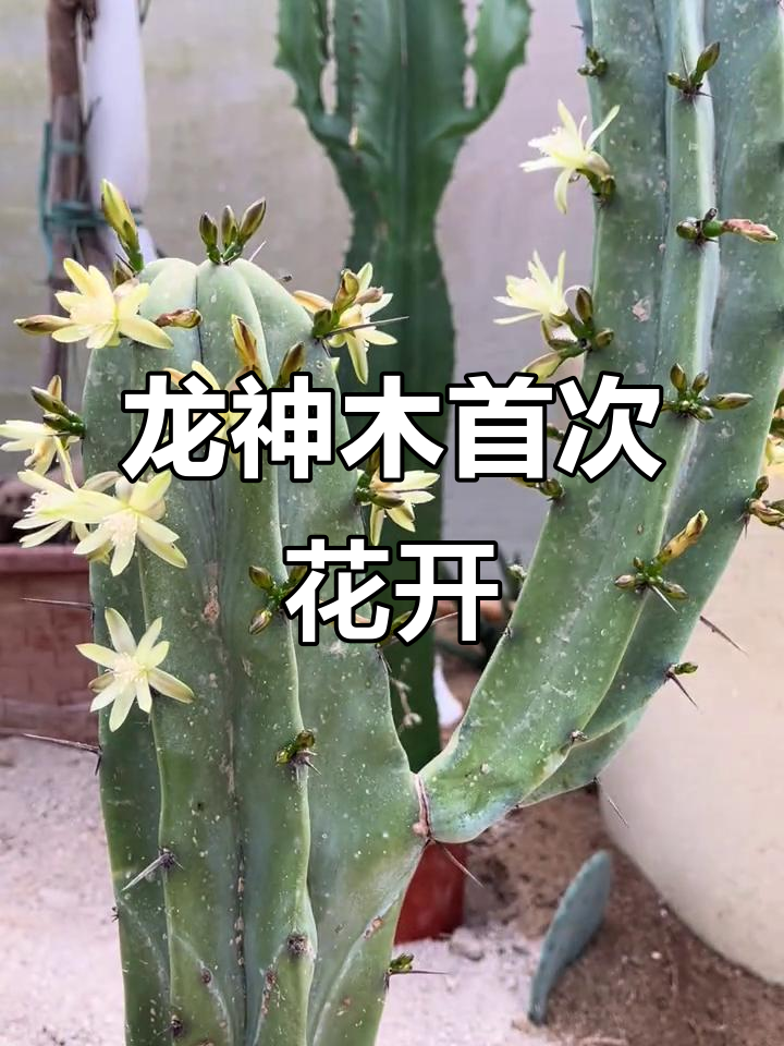 龙神木开花,等了这么久终于看到了!