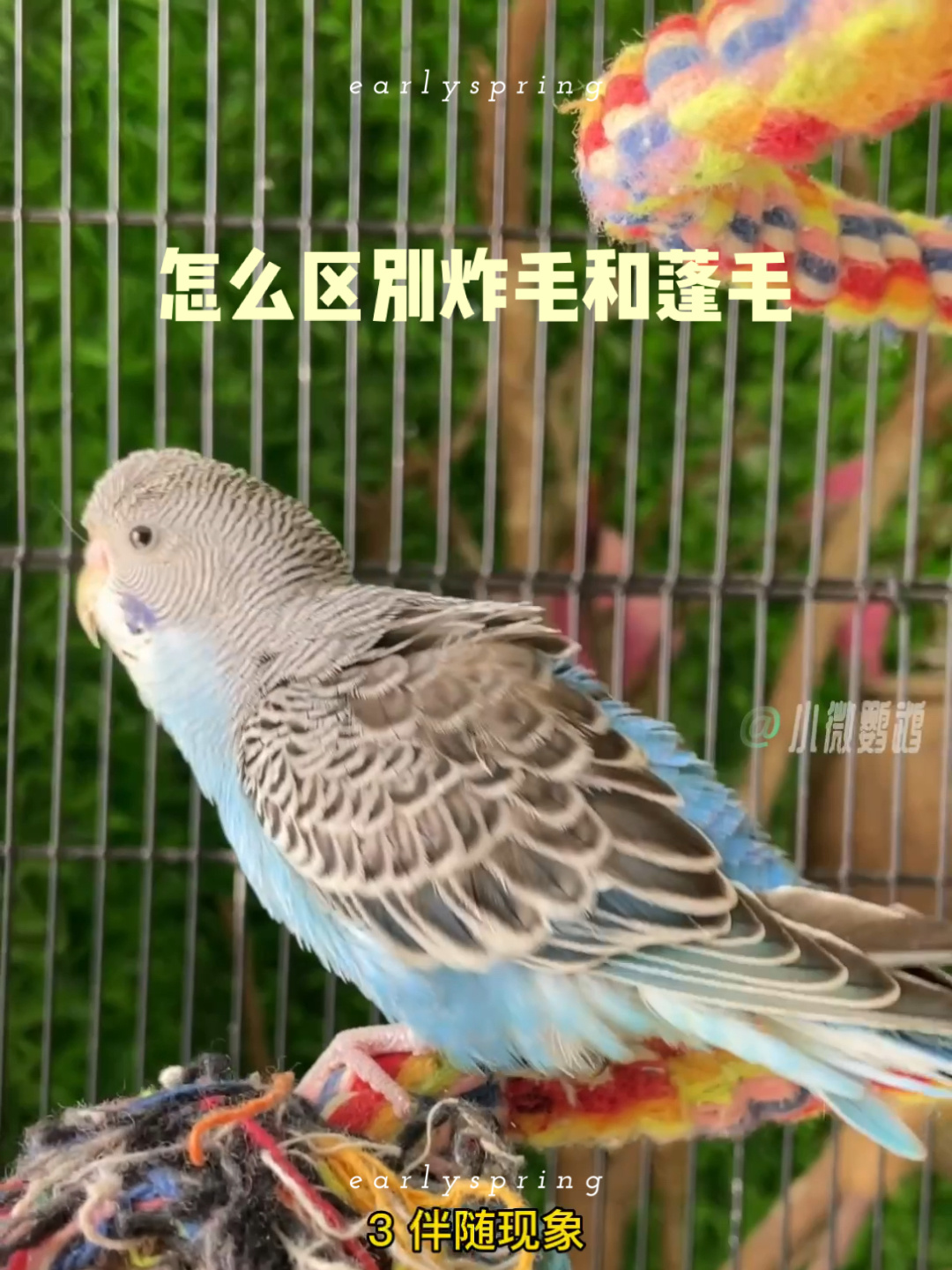 鹦鹉炸毛和蓬毛有很大区别,不要搞错了