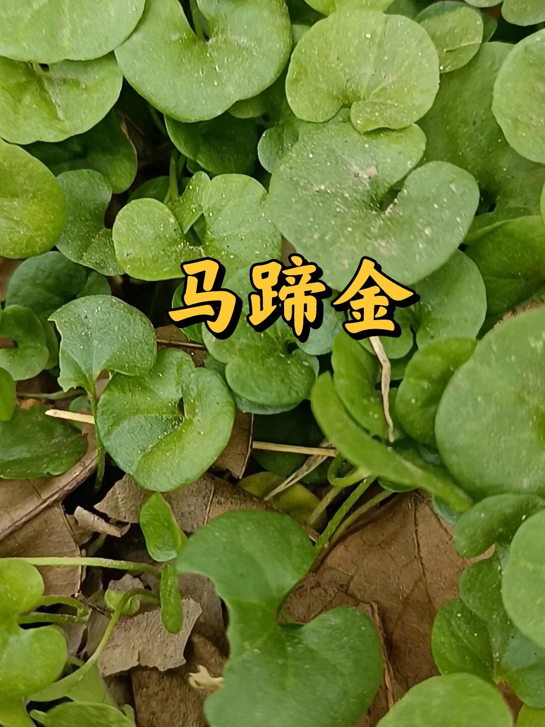 马蹄金有古诗曰全丛入药马蹄金利湿消