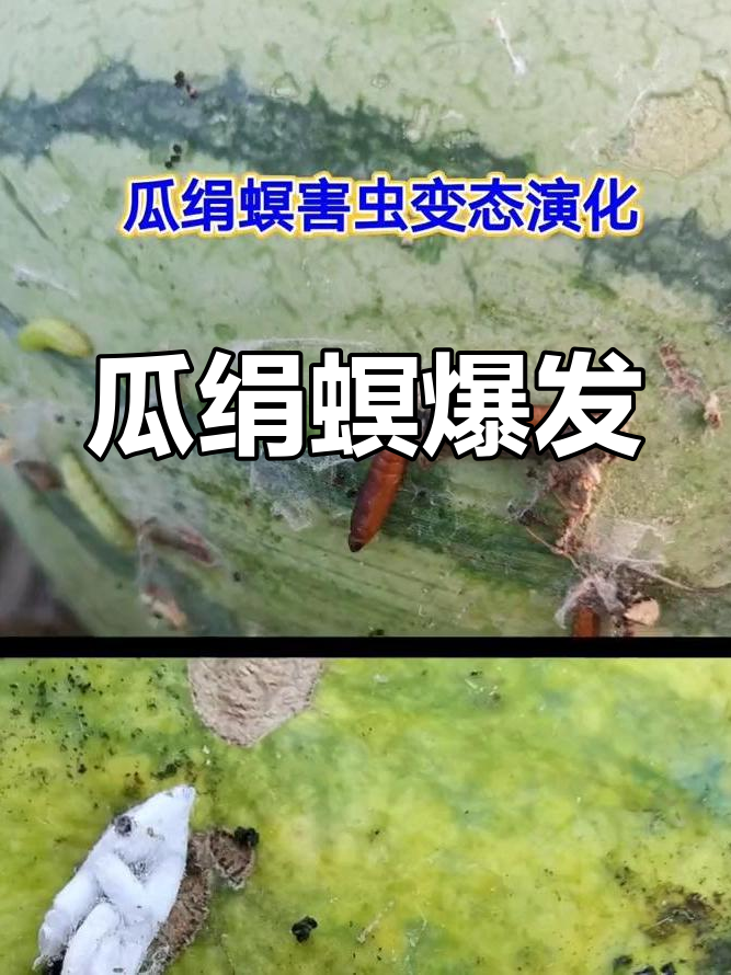 瓜绢螟肆虐,西瓜受害严重,繁殖迅速令人担忧