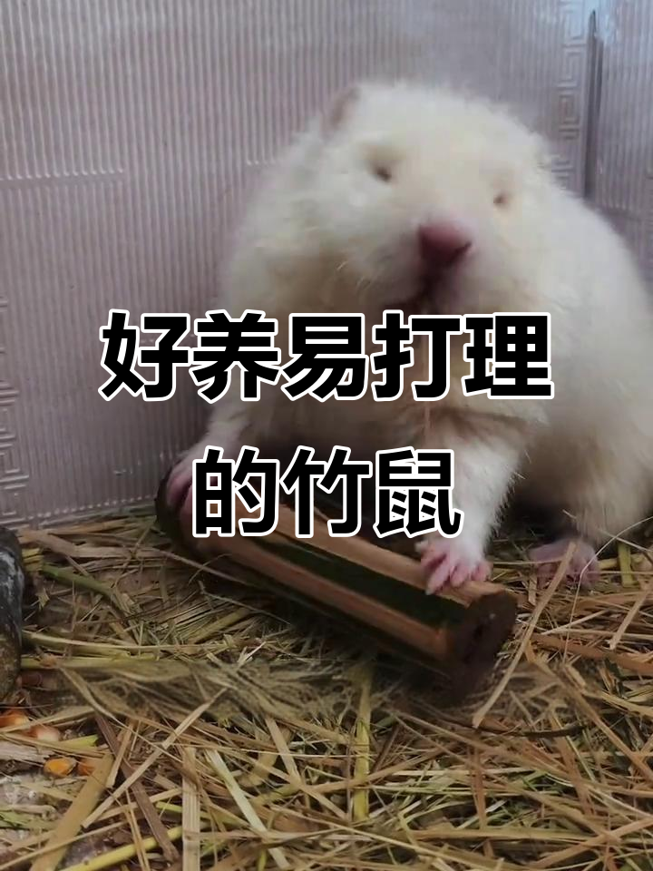 竹鼠:可爱又好养的宠物,简单喂食寿命长