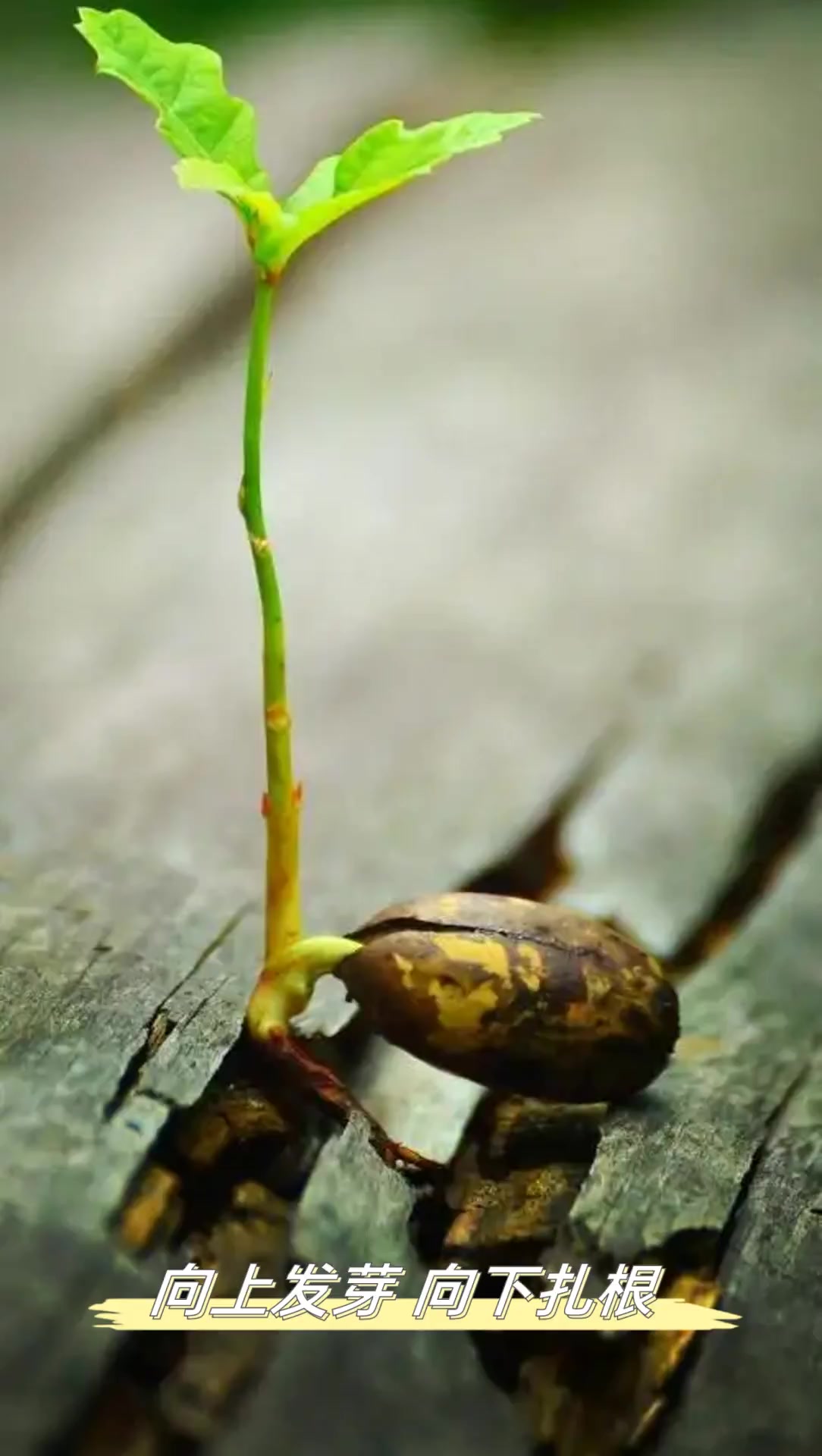 向上发芽,向下扎根!