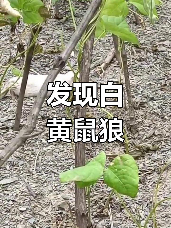 神农架现罕见白色黄鼠狼