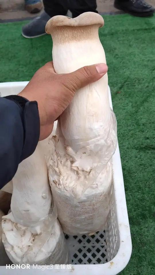 新安特产!作为一个新安人,我都是第一次见到这么大的杏鲍菇!