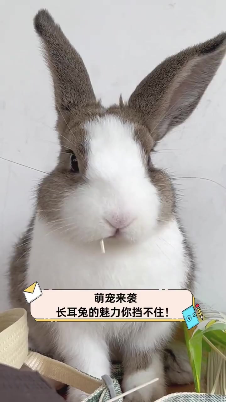萌宠来袭,长耳兔的魅力你挡不住!