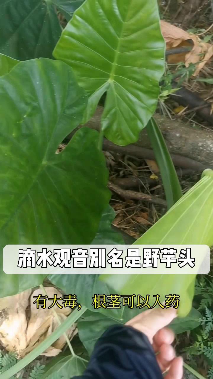 滴水观音别名是野芋头