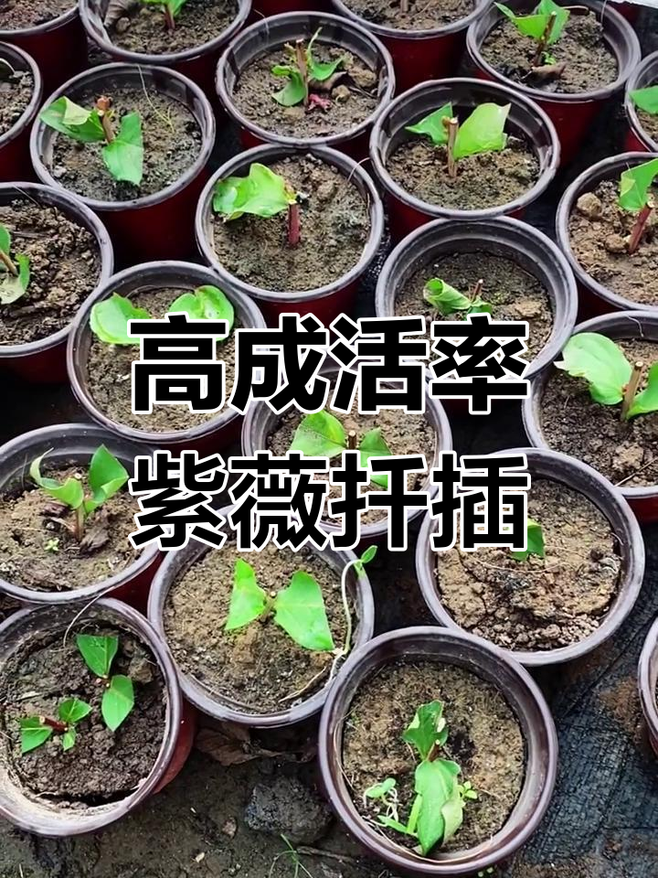 紫薇花扦插技巧,成活率高又快速