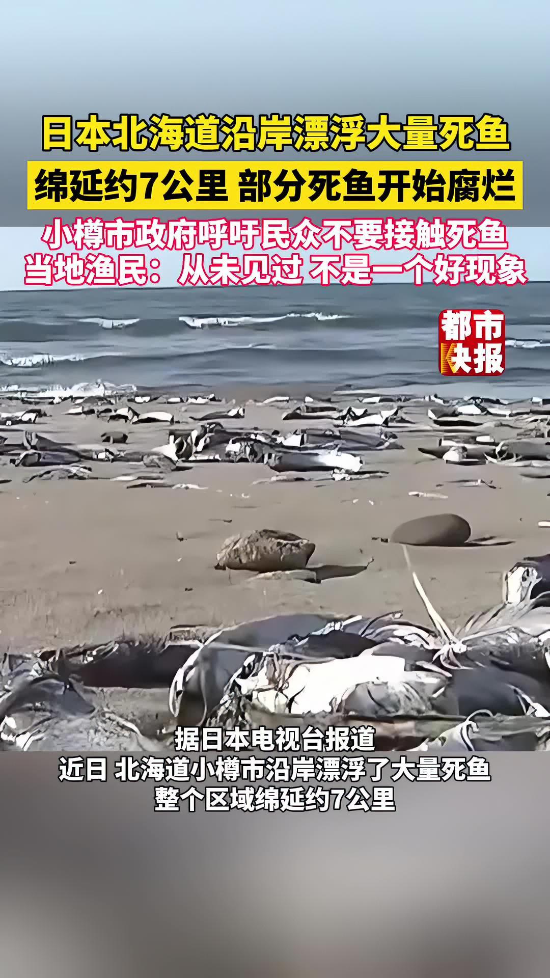 日本北海道沿岸漂浮大量死鱼 绵延约7公里,部分死鱼开始腐烂!