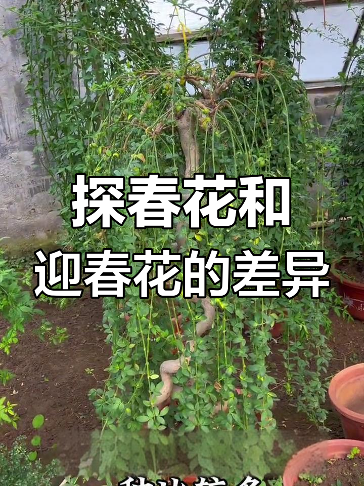 探春花与迎春花的区别,你了解吗?