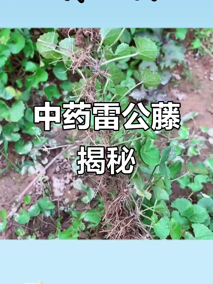 雷公藤,别名多,功效独特,你了解吗?