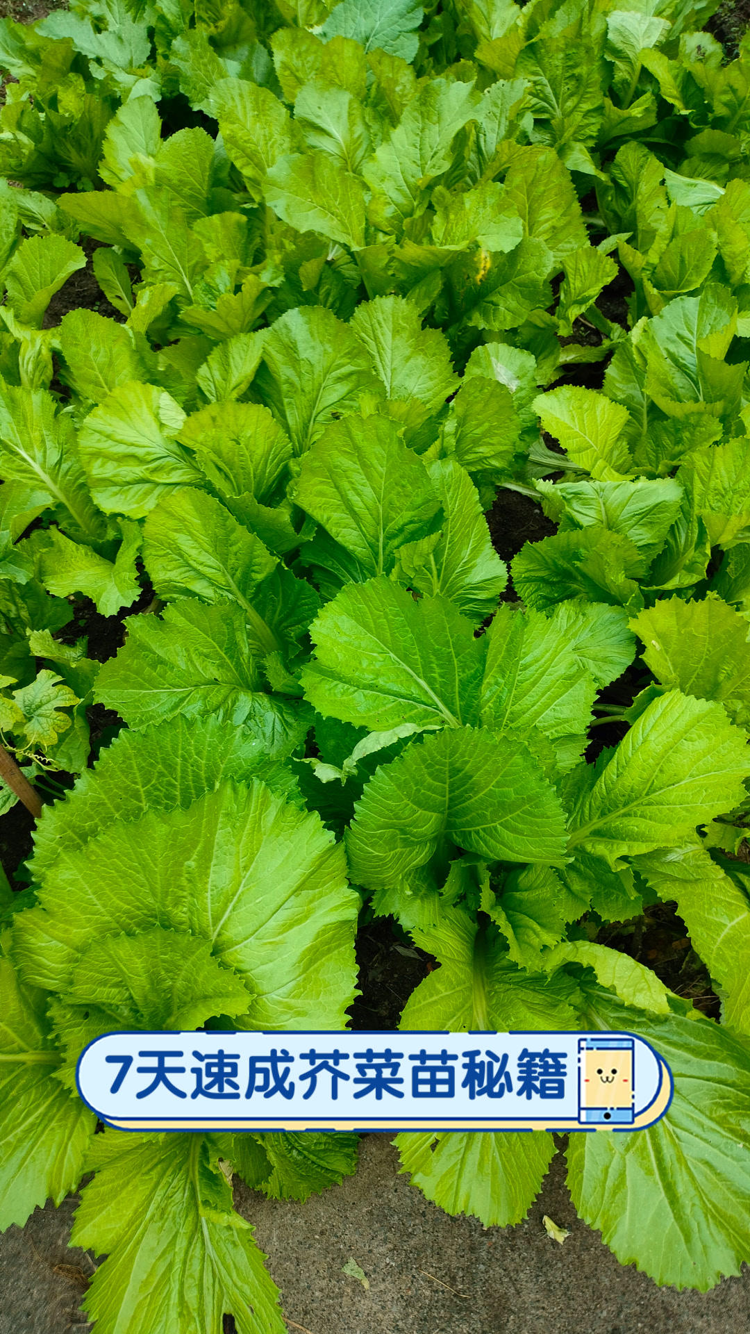 7天速成芥菜苗秘籍