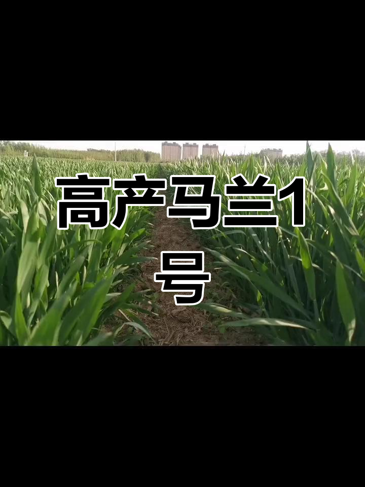 马兰1号:矮秆高产小麦新品种