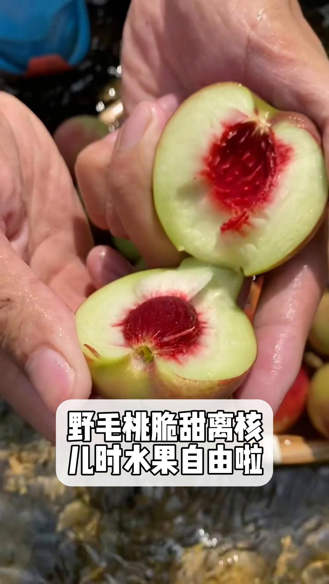 野毛桃脆甜离核,儿时水果自由啦