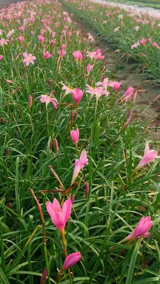 韭兰花期长花卉全国出售园林绿化家庭装饰等
