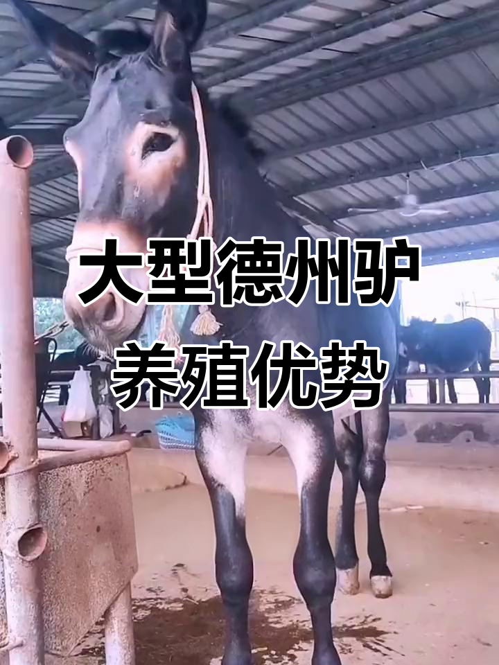 德州驴体型大,生长迅速,适合全国养殖