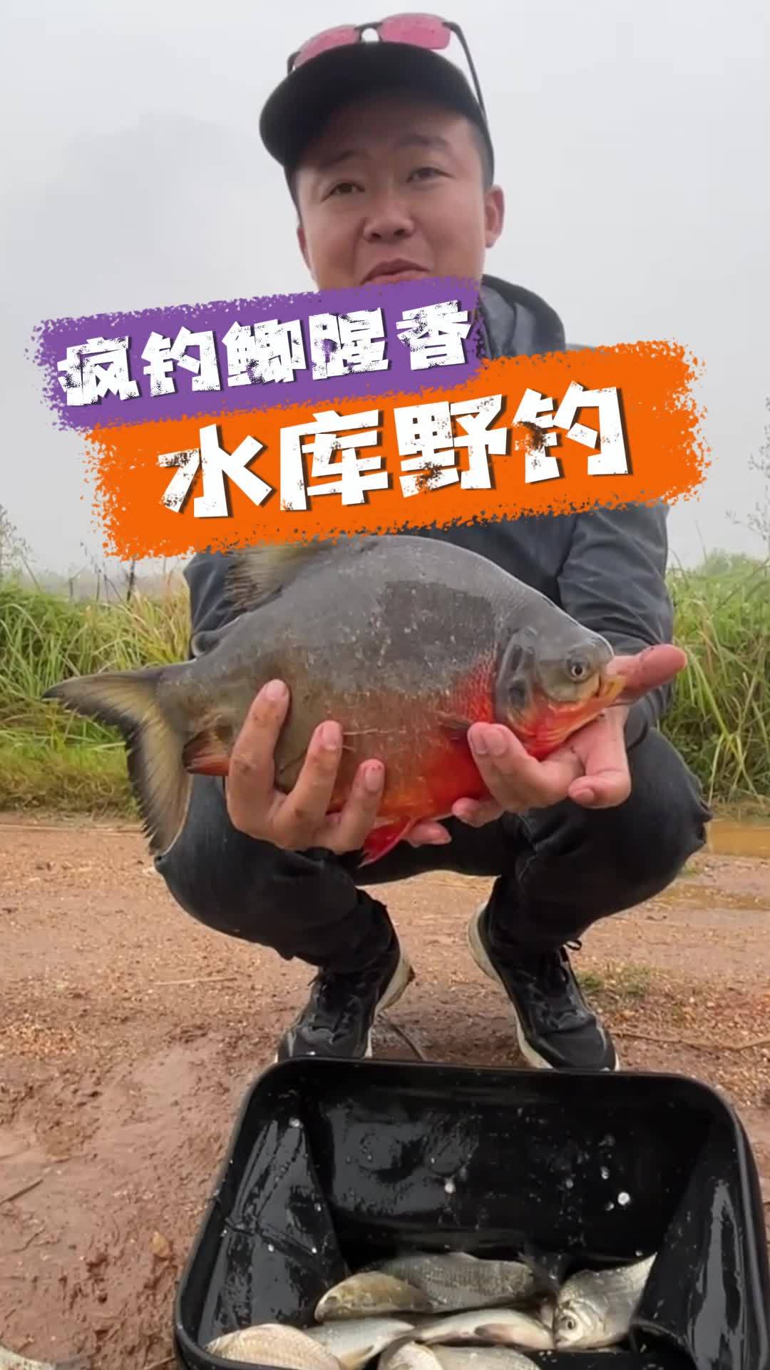 疯钓鲫腥多次试钓,收获颇丰 爱生活爱钓鱼 钓鱼王疯钓鲫 鱼饵配方