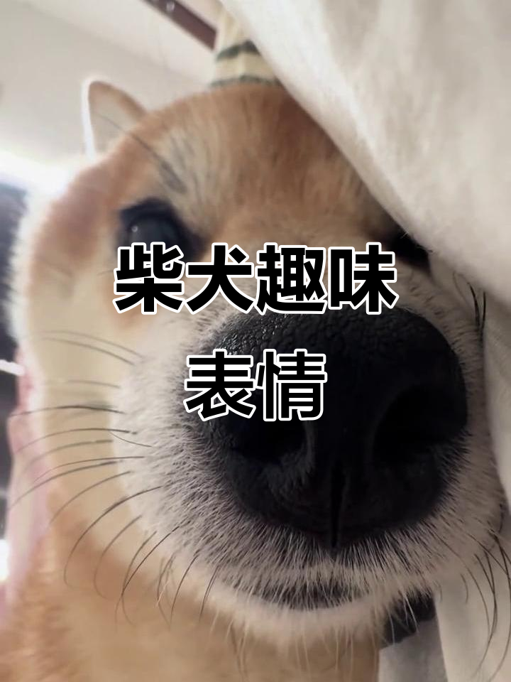 柴犬表情包大赏:捕捉狗狗的搞笑瞬间