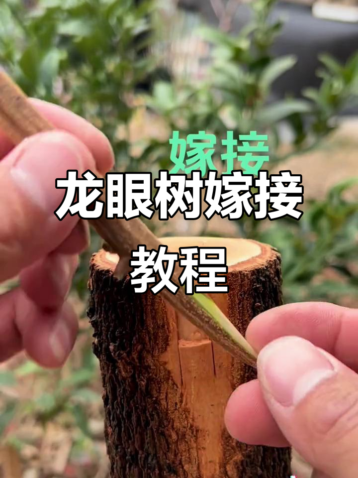 龙眼树嫁接技巧全解析,步骤详解轻松学会