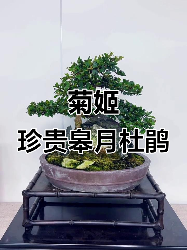 进口皋月杜鹃品种菊姬,美丽如画