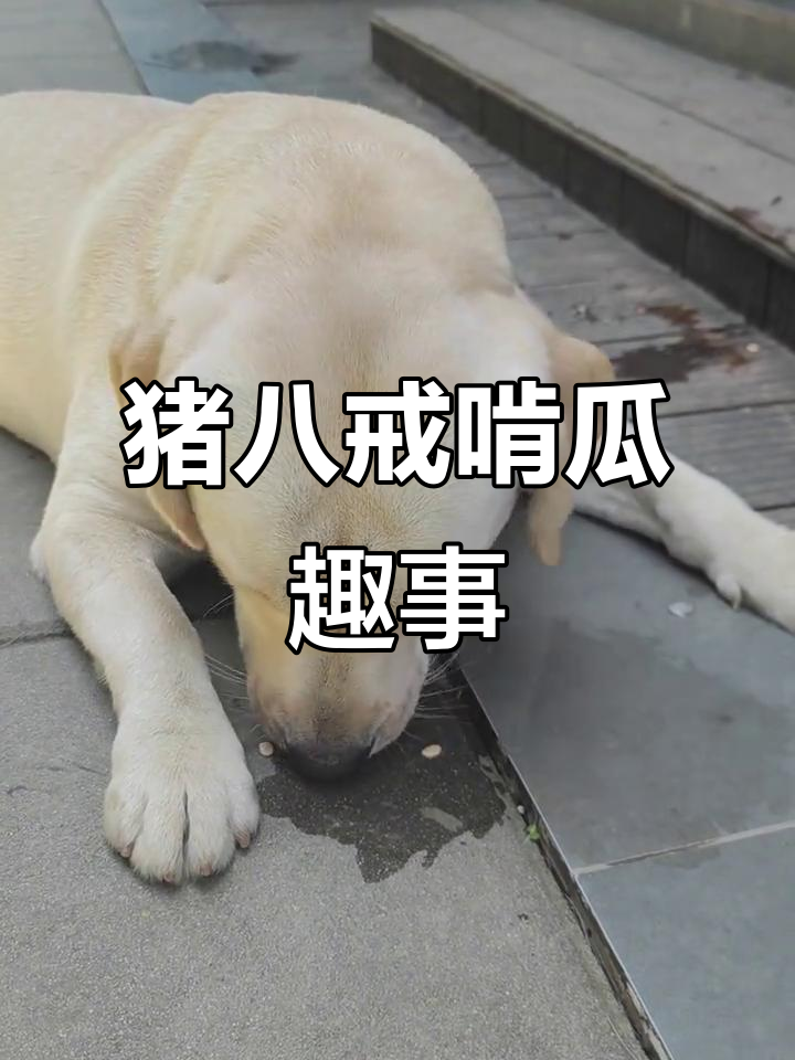 猪八戒吃西瓜,表情太搞笑了!