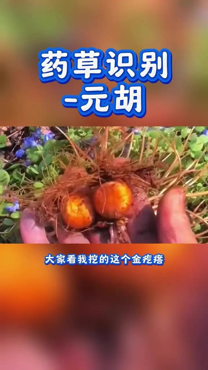 药草识别-元胡;别名延胡索,玄胡;是罂粟科紫堇属多年生草本植物