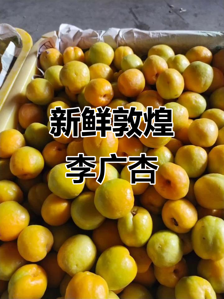 敦煌李广杏新鲜采摘,甜美多汁让人停不下来