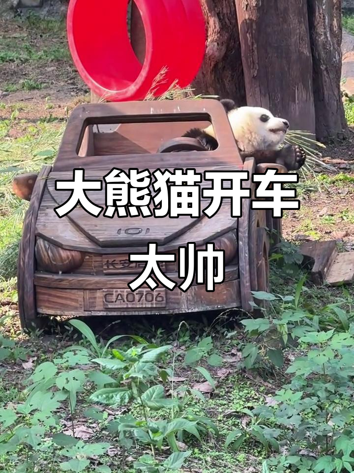 重庆动物园大熊猫莽小五单手开跑车,萌态十足