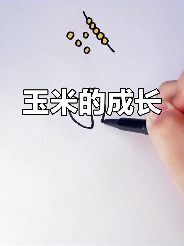 玉米成长过程简笔画