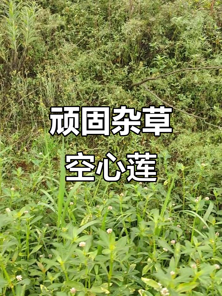 空心莲子草,顽固杂草难清除,各处生根蔓延