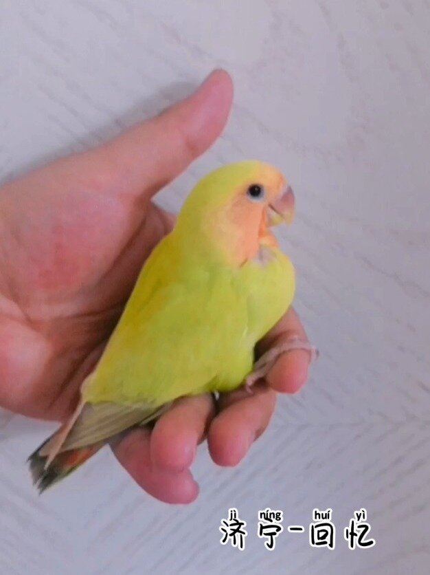 牡丹鹦鹉-红面澳桂