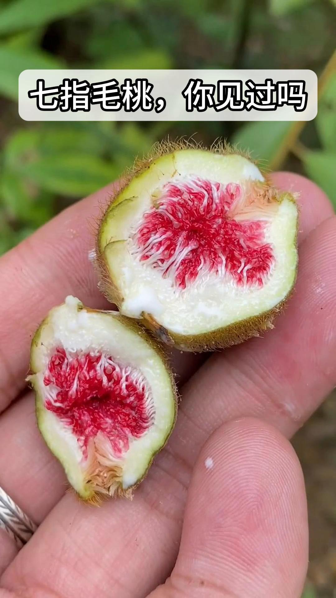 七指毛桃,你见过吗