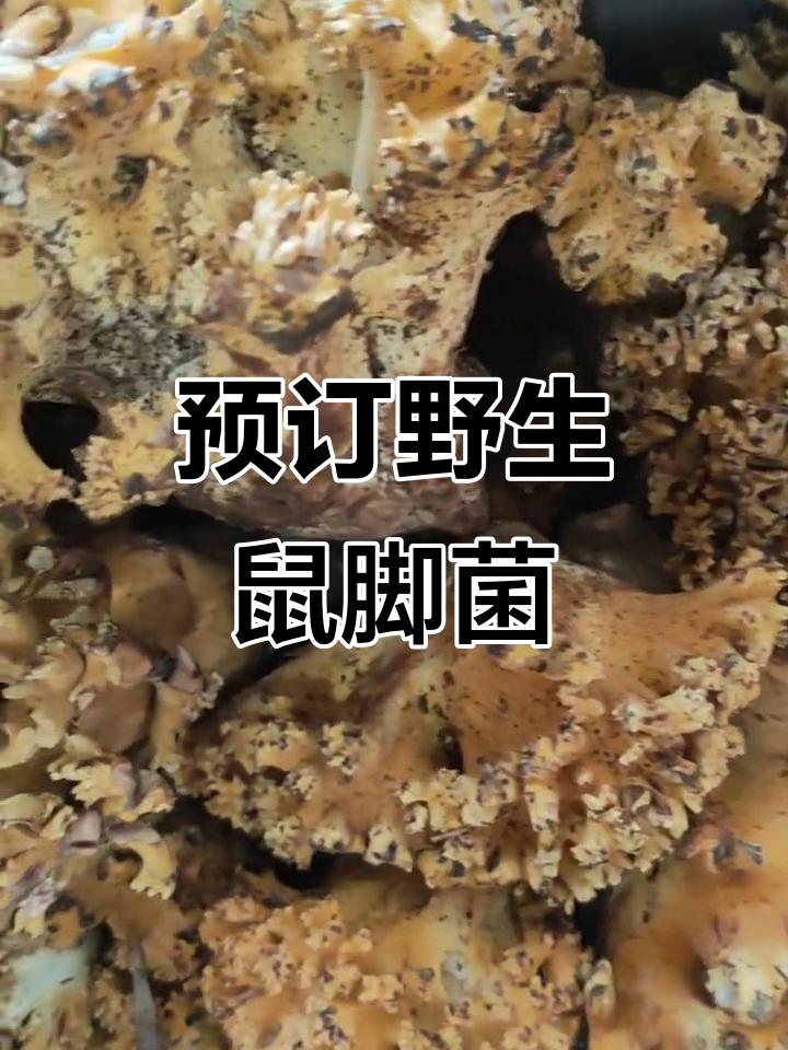 野生菌菇预订,土话老鼠脚等你来尝
